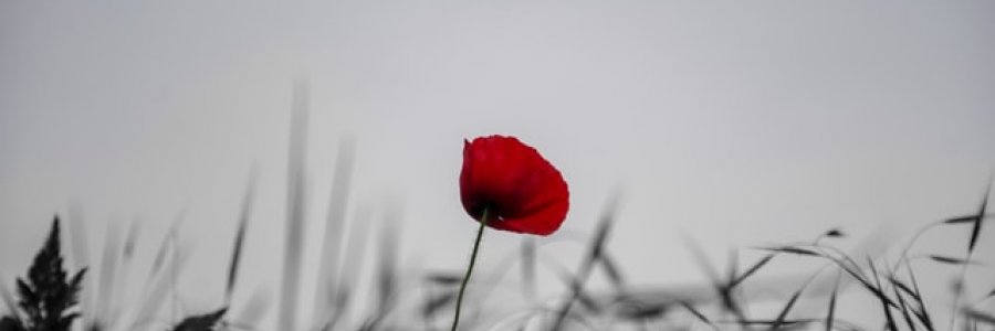 Image shows a single red poppy on a background of grayscale plants.