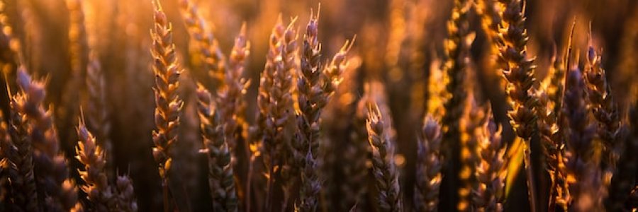 Image show the close up of ripe wheat with a low sun behind.